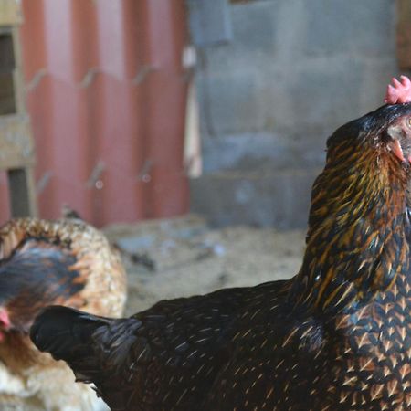 Eco Granja Don Lolo Villa Quesada  ภายนอก รูปภาพ