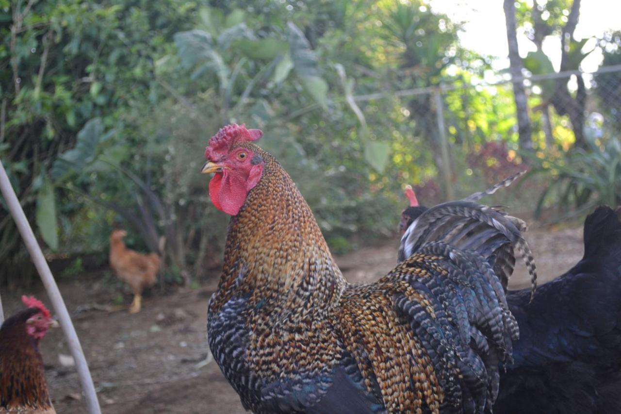Eco Granja Don Lolo Villa Quesada  ภายนอก รูปภาพ