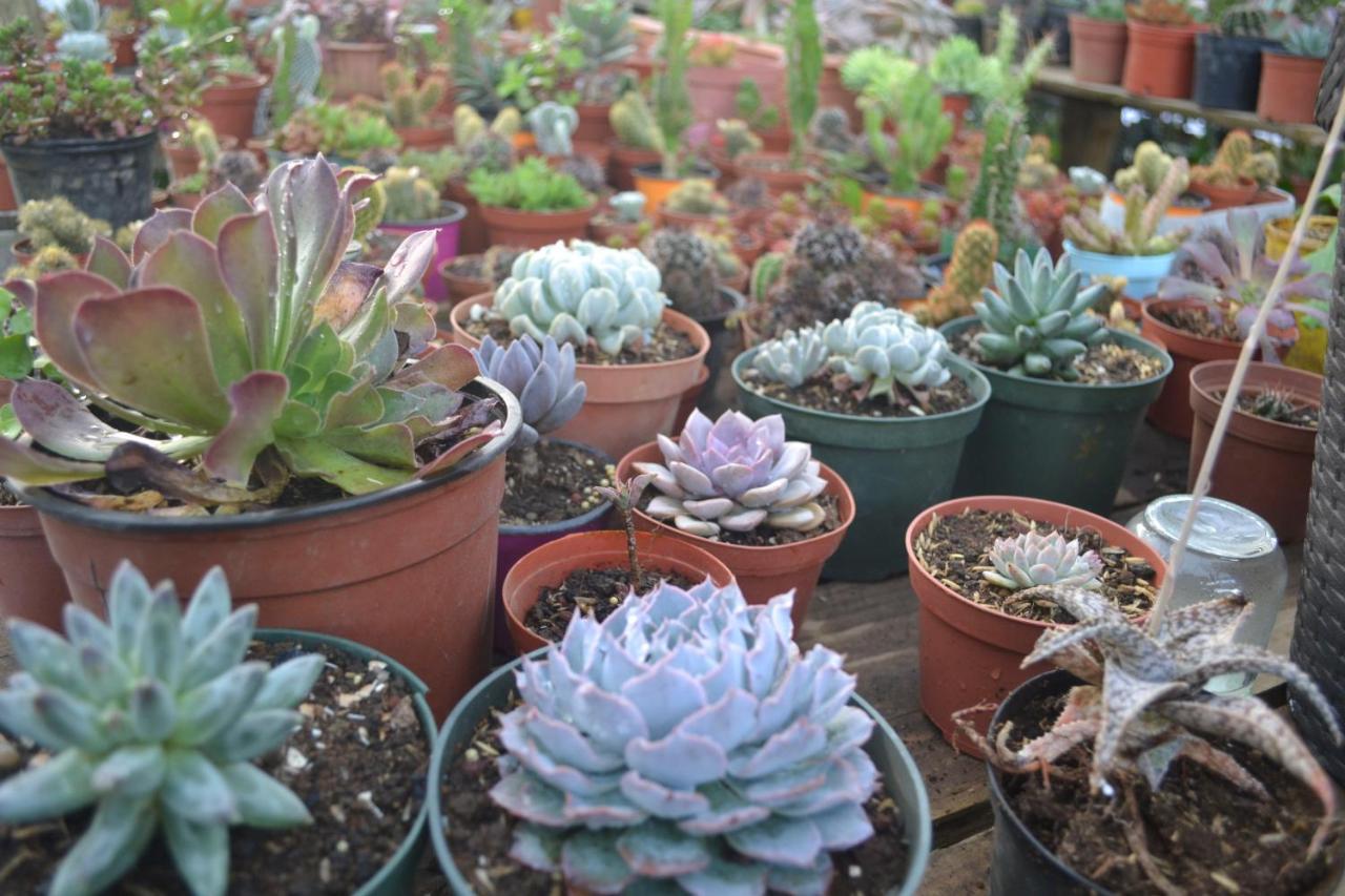Eco Granja Don Lolo Villa Quesada  ภายนอก รูปภาพ
